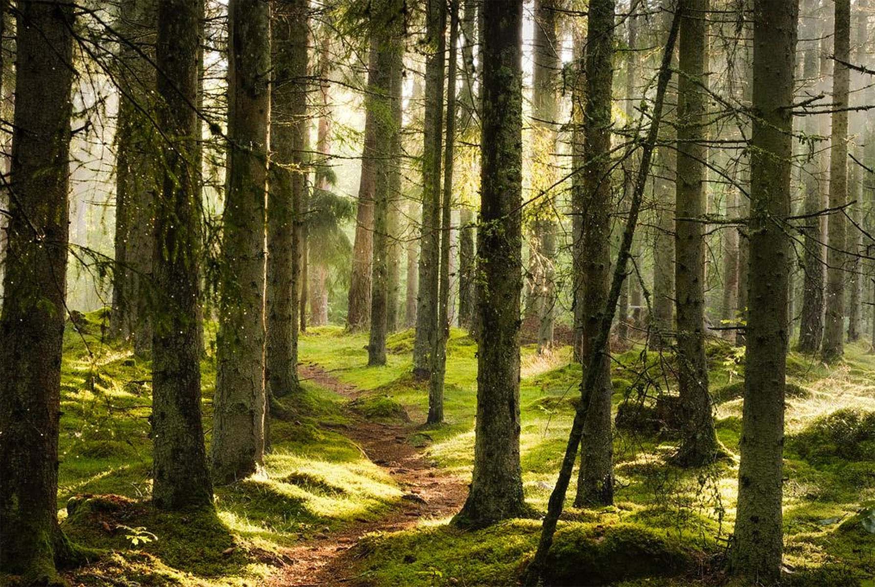 Les Cadres en Bois FSC